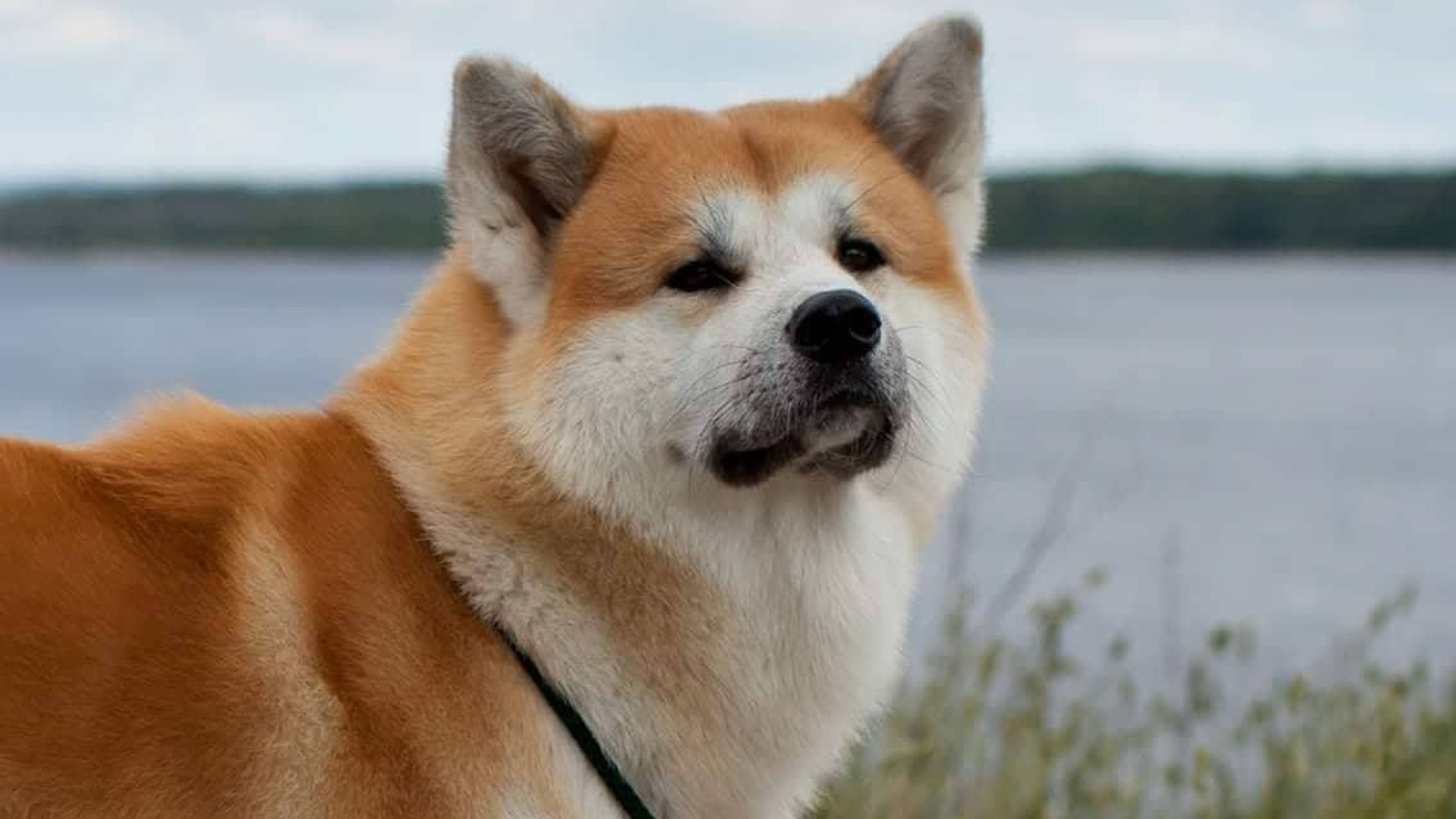 ТОСЯНЫЧ